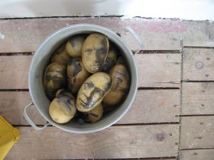 Russian potatoes